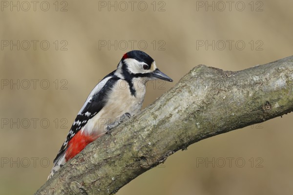 Great spotted woodpecker (Dendrocopos major), male, sitting on a branch, Wilnsdorf, North Rhine-Westphalia, Germany