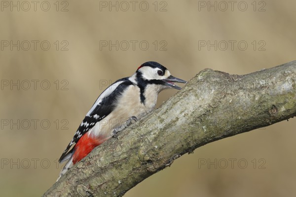 Great spotted woodpecker (Dendrocopos major), male, sitting on a branch, Wilnsdorf, North Rhine-Westphalia, Germany