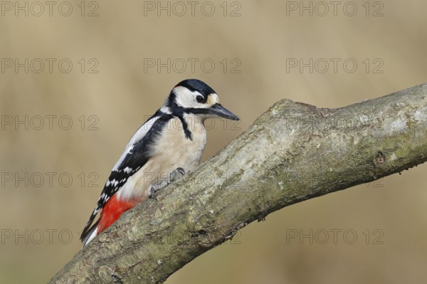 Great spotted woodpecker (Dendrocopos major), male, sitting on a branch, Wilnsdorf, North Rhine-Westphalia, Germany