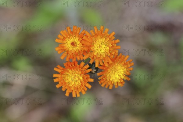Orange hawkweed, orange-red hawkweed (Hieracium aurantiacum), flower on a rough meadow, close-up, Wilnsdorf, North Rhine-Westphalia, Germany