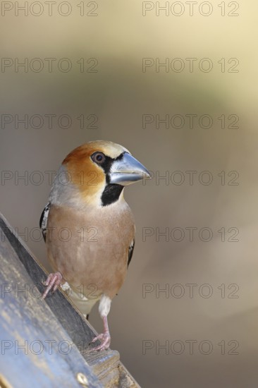 Hawfinch (Coccothraustes coccothraustes), male, sitting at a feeder in the garden, wildlife, colourful plumage, animals, finches, birds, Wilnsdorf, North Rhine-Westphalia, Germany