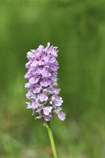 Moorland spotted orchid (Dactylorhiza maculata), inflorescence, close-up, Wilnsdorf, North Rhine-Westphalia, Germany