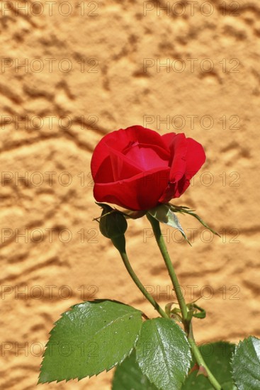 Rose (Rosa sp.), red blossom in a garden, Wilnsdorf, North Rhine-Westphalia, Germany