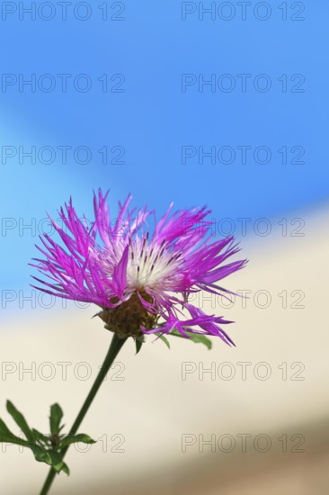 Meadow knapweed or common knapweed (Centaurea jacea), flower, Wilnsdorf, North Rhine-Westphalia, Germany