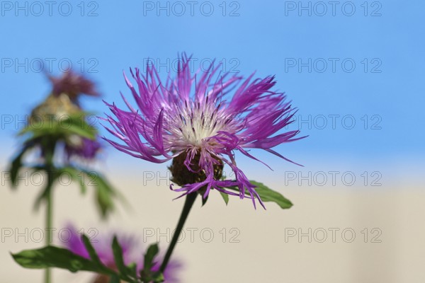 Meadow knapweed or common knapweed (Centaurea jacea), flower, Wilnsdorf, North Rhine-Westphalia, Germany