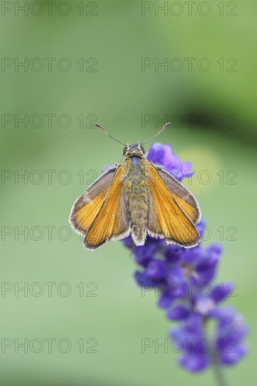 Large skipper (Ochlodes venatus), collecting nectar from a flower of Common lavender (Lavandula angustifolia), close-up, macro photograph, Wilnsdorf, North Rhine-Westphalia, Germany