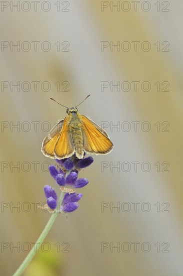 Large skipper (Ochlodes venatus), collecting nectar from a flower of Common lavender (Lavandula angustifolia), close-up, macro photograph, Wilnsdorf, North Rhine-Westphalia, Germany