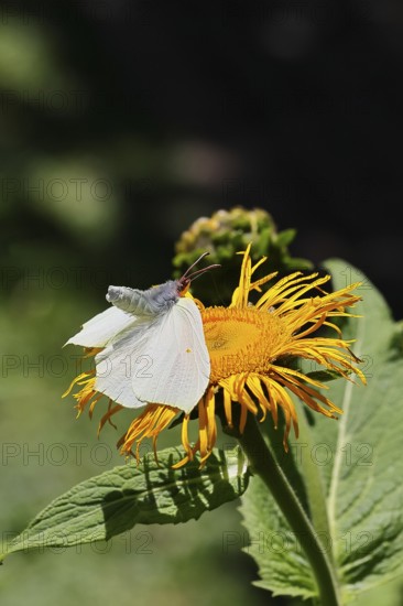 Lemon butterfly (Gonepteryx rhamny) landing on a yellow flower of a Great Telekie (Telekia speciosa), Wilnsdorf, North Rhine-Westphalia, Germany