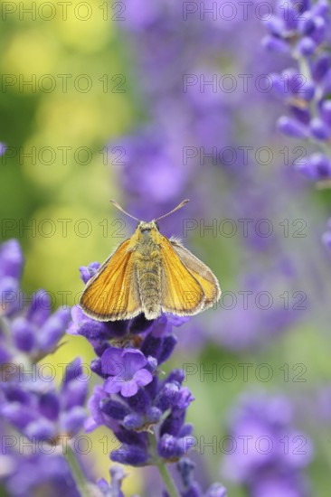 Large skipper (Ochlodes venatus), collecting nectar from a flower of Common lavender (Lavandula angustifolia), close-up, macro photograph, Wilnsdorf, North Rhine-Westphalia, Germany
