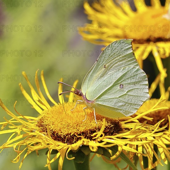 Lemon butterfly (Gonepteryx rhamny) on a yellow flower of a Great Telekie (Telekia speciosa), close-up, Wilnsdorf, North Rhine-Westphalia, Germany