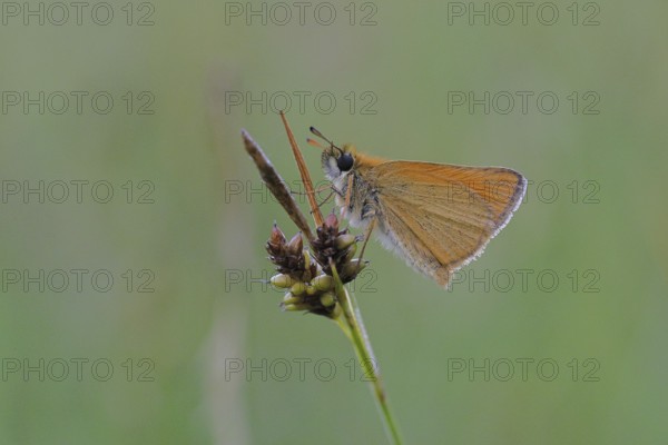 Large skipper (Ochlodes sylvanus, Augiades sylvanus), resting on a blade of grass in a meadow, close-up, macro photograph, Wilnsdorf, North Rhine-Westphalia, Germany