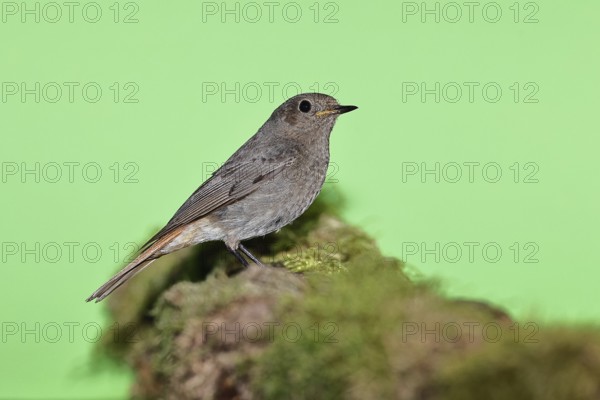 Black redstart (Phoenicurus ochruros), female on a moss-covered tree stump in a garden, Wilnsdorf, North Rhine-Westphalia, Germany