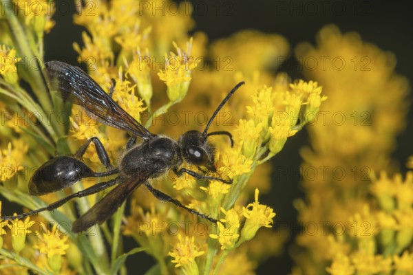 Long-stemmed digger wasp (Isodontia mexicana) with transparent wings on yellow Solidago canadensis flowers, Baden-Württemberg, Germany