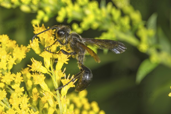 Long-stemmed digger wasp (Isodontia mexicana) on yellow flowers of Solidago canadensis in profile, Baden-Württemberg, Germany
