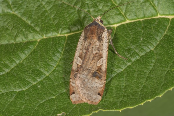 House moth (Noctua pronuba) on a green leaf with veins visible, Baden-Württemberg, Germany