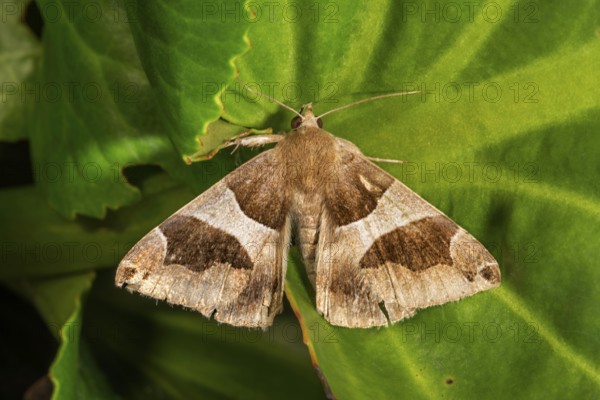 Dark brown bramble owl (Dysgonia algira) on a green leaf, Baden-Württemberg, Germany