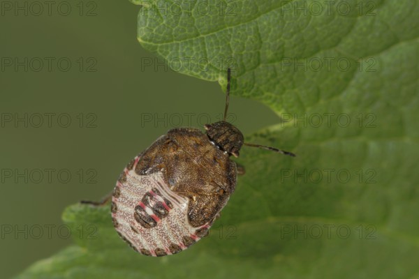 Spring tree bug (Peribalus strictus) in the fifth larval stage with patterned carapace on green leaf, Baden-Württemberg, Germany