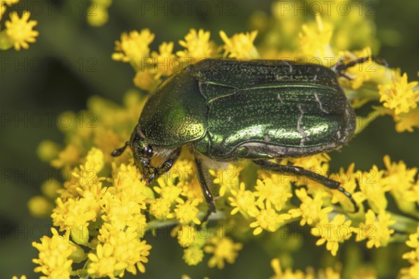 Marbled rose chafer (Liocola lugubris) on yellow flowers of Solidago canadensis (Solidago canadensis), Baden-Württemberg, Germany