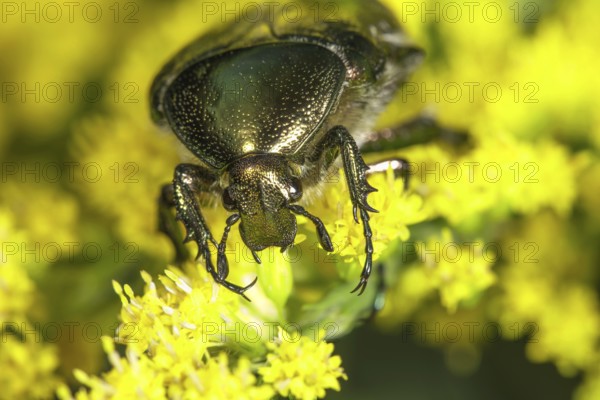 Portrait of marbled rose chafer (Liocola rubris with green shimmer on Solidago canadensis (Solidago canadensis), Baden-Württemberg, Germany