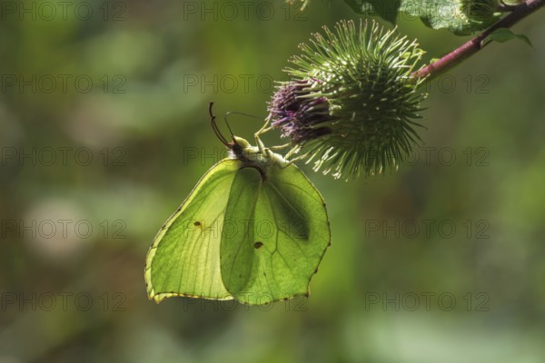 Light green butterfly, lemon butterfly (Gonepteryx rhamni) on fruit of Greater burdock in backlight, Baden-Württemberg, Germany