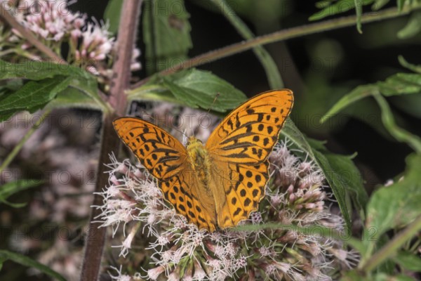 Male emperor cloak (Argynnis paphia) on flowers of water eupatorium (Eupatorium), Baden-Württemberg, Germany