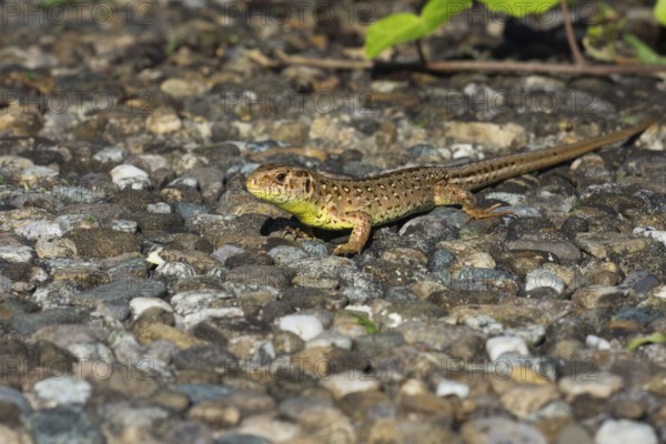 A sunbathing female sand lizard (Lacerta agilis) lying on a stony ground in a natural environment, Baden- Württemberg, Germany