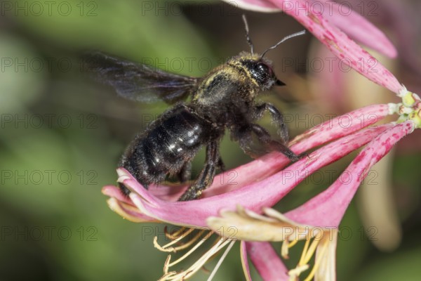 A violet carpenter bee (Xylopa violacea) sits on a honeysuckle flower (Lonicera) and collects nectar in a close-up, Baden-Württemberg, Germany