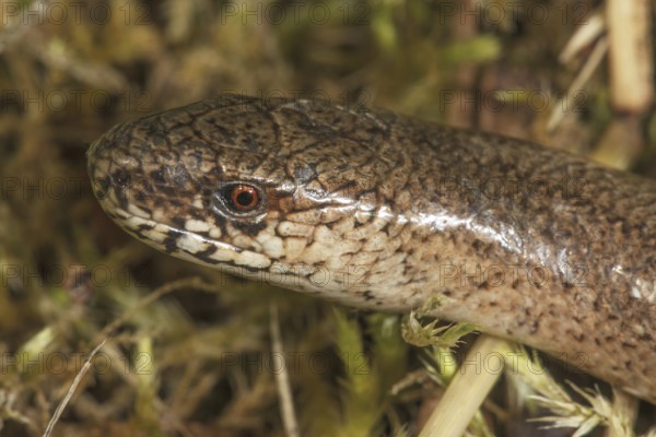 Close-up of the head of a slow worm (Anguis fragilis) with detailed scales and a red eye, Baden-Württemberg, Germany