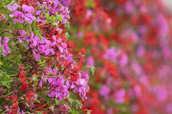 Red and pink hanging geraniums, pelargoniums, Brittany, France