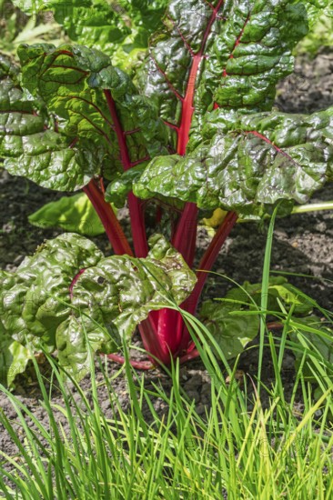 Chard, red-stemmed, vegetable patch, North Rhine-Westphalia, Germany