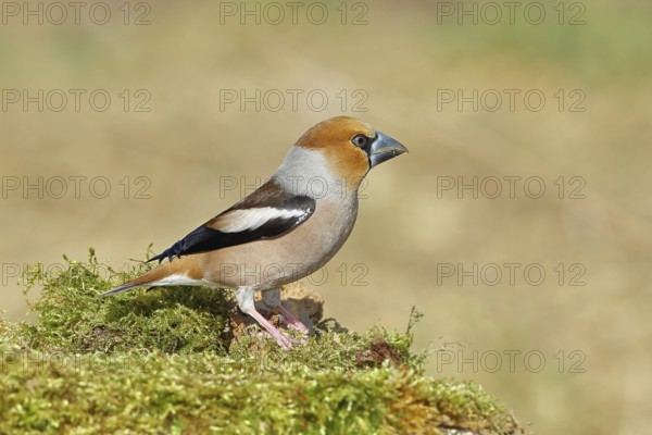 Hawfinch (Coccothraustes coccothraustes), male, sitting on a moss-covered tree stump, wildlife, colourful plumage, animals, finches, birds, Wilnsdorf, North Rhine-Westphalia, Germany