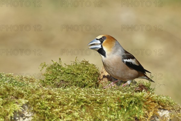 Hawfinch (Coccothraustes coccothraustes), male, sitting on a moss-covered tree stump, wildlife, colourful plumage, animals, finches, birds, Wilnsdorf, North Rhine-Westphalia, Germany