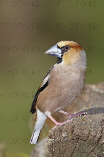 Hawfinch (Coccothraustes coccothraustes), male, sitting on dead wood, wildlife, colourful plumage, animals, finches, birds, Wilnsdorf, North Rhine-Westphalia, Germany