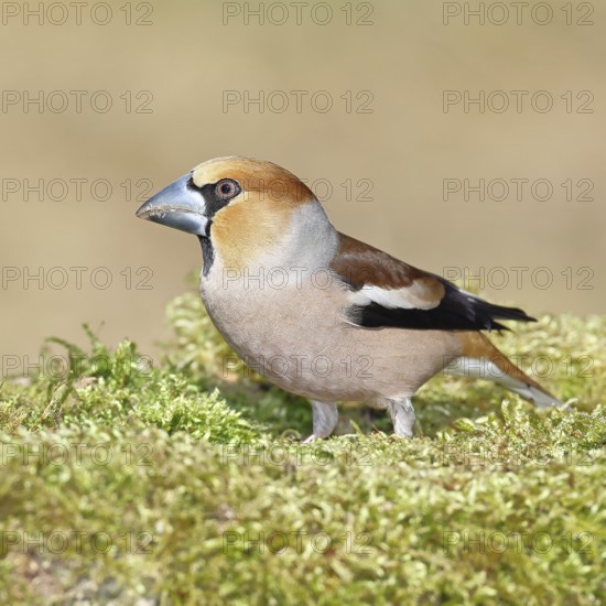 Hawfinch (Coccothraustes coccothraustes), male, sitting on a moss-covered tree stump, wildlife, colourful plumage, animals, finches, birds, Wilnsdorf, North Rhine-Westphalia, Germany