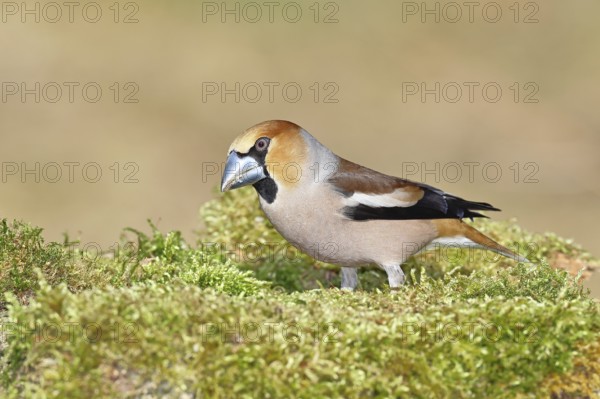 Hawfinch (Coccothraustes coccothraustes), male, sitting on a moss-covered tree stump, wildlife, colourful plumage, animals, finches, birds, Wilnsdorf, North Rhine-Westphalia, Germany
