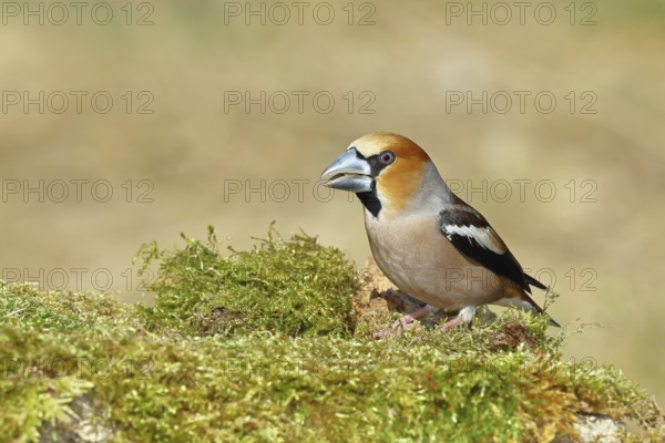 Hawfinch (Coccothraustes coccothraustes), male, sitting on a moss-covered tree stump, wildlife, colourful plumage, animals, finches, birds, Wilnsdorf, North Rhine-Westphalia, Germany