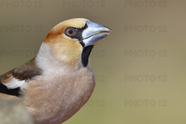 Hawfinch (Coccothraustes coccothrautes), in the forest, animal portrait, Wilnsdorf, North Rhine-Westphalia, Germany