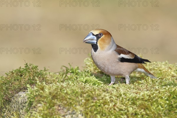 Hawfinch (Coccothraustes coccothraustes), male, sitting on a moss-covered tree stump, wildlife, colourful plumage, animals, finches, birds, Wilnsdorf, North Rhine-Westphalia, Germany