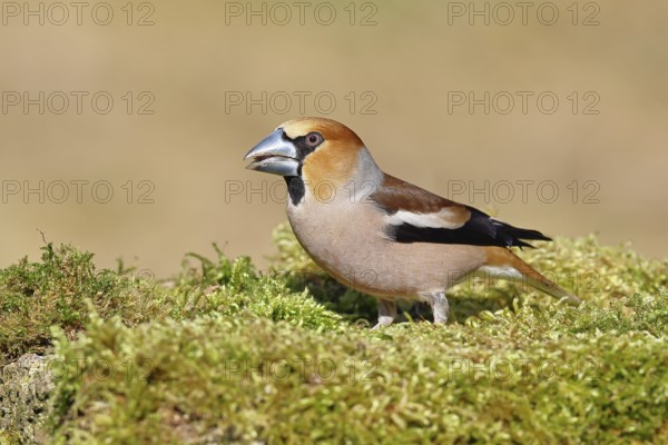 Hawfinch (Coccothraustes coccothraustes), male, sitting on a moss-covered tree stump, wildlife, colourful plumage, animals, finches, birds, Wilnsdorf, North Rhine-Westphalia, Germany