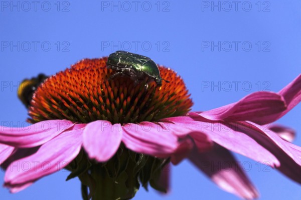 Rose chafer on the flower of a coneflower, macro photography, Germany