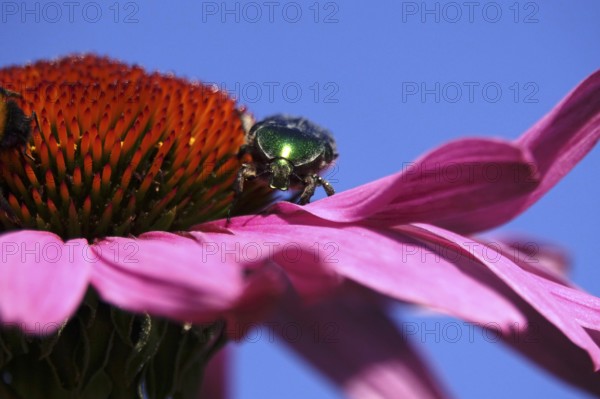 Rose chafer on the flower of a coneflower, macro photography, Germany
