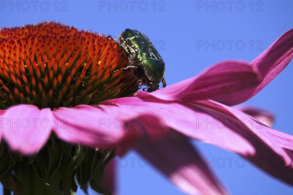 Rose chafer on the flower of a coneflower, macro photography, Germany