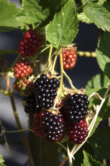 Blackberries on a blackberry bush, July, Germany