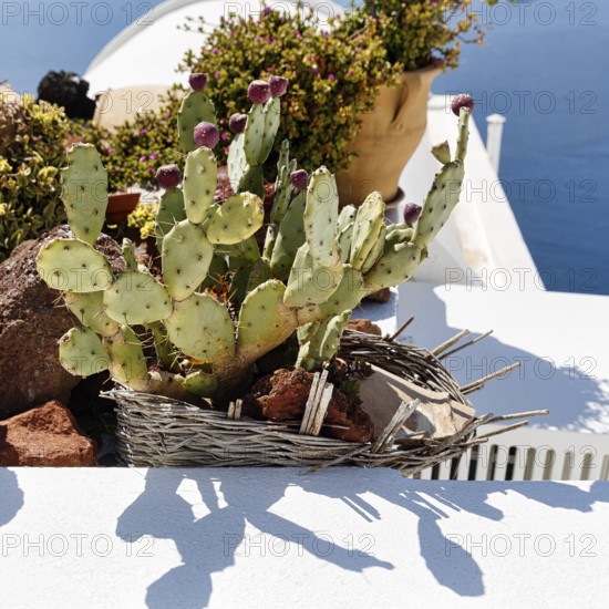 Flower pot, Opuntia on the roof of a house, Firostefani, Santorini, Greece