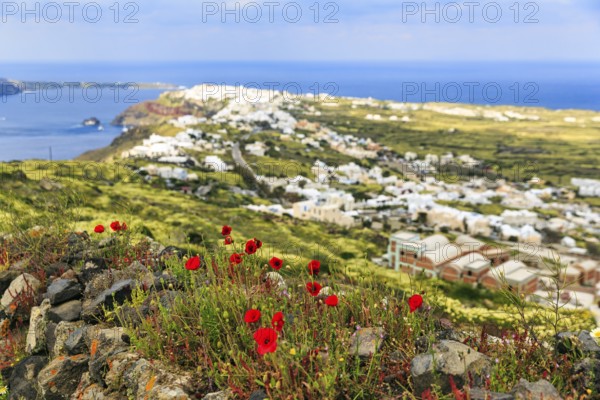 Coastline with view of the village of Oia, poppy (Papaver) on hiking trail from Fira to Oia, Thira, Santorini, Cyclades, Greece