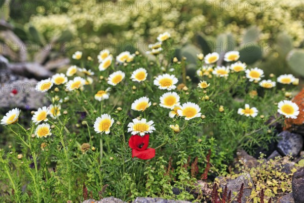 Crowned poppy (Glebionis coronaria), daisy flower and poppy (Papaver) on the hiking trail from Fira to Oia, Thira, Santorini, Cyclades, Greececoronaria)