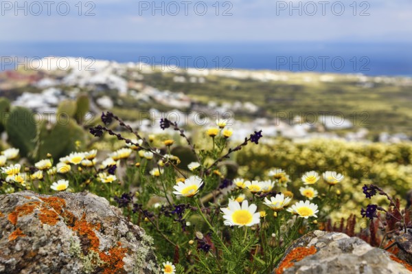 Glebionis coronaria, daisy flower and ferruginous volcanic rock, Oia, Thira, Santorini, Cyclades, Greececoronaria)
