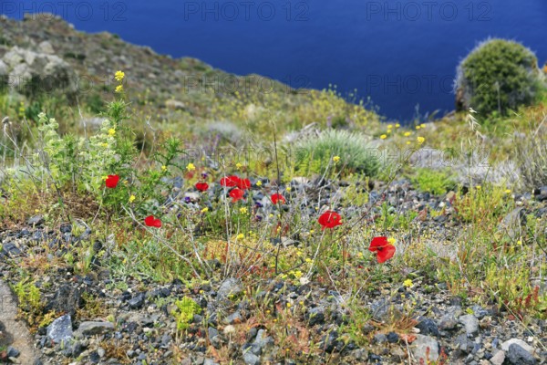 Corn poppy, coastline, edge of the caldera, hiking trail from Fira to Oia, Thira, Santorini, Cyclades, Greece