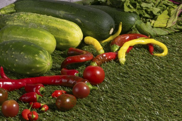 Vegetable mix of cucumbers, tomatoes, peppers and courgettes on green grass