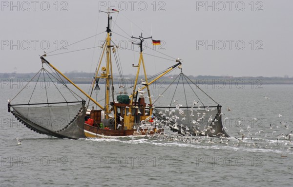 Crab cutter, seagulls, North Sea, fishing trip, East Frisia, Lower Saxony, Germany, North Sea prawns are caught with special fishing vessels from the North Sea